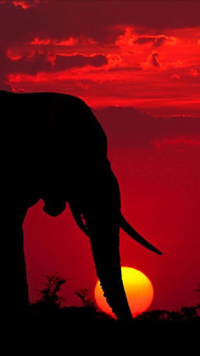 Elephant Wallpapers截图4