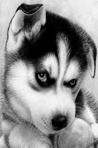 Cute Dogs Pets Wallpaper截图2