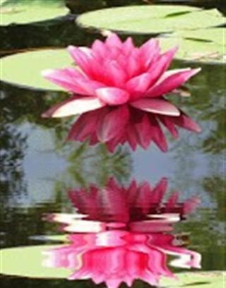 Lotus flower截图1