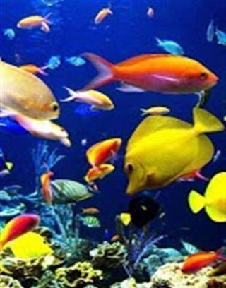 3D海洋水族馆截图1