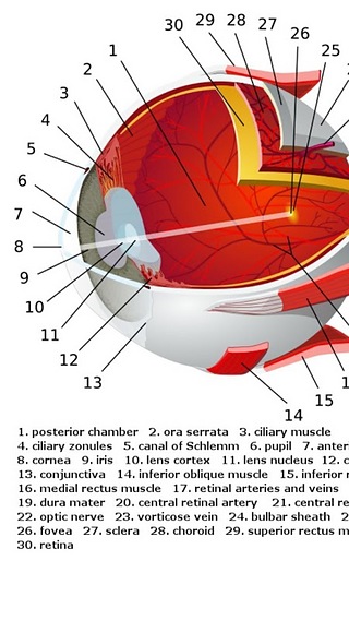 Human Anatomy截图3