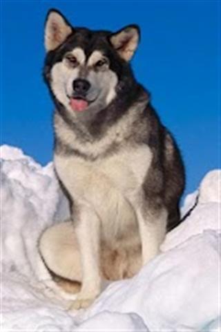 雪橇犬动态壁纸 Alaskan Malamute HD Live Wallp截图2