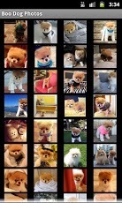 Boo the cutest Dog HD Photos截图1