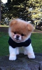 Boo the cutest Dog HD Photos截图3