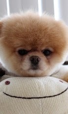 Boo the cutest Dog HD Photos截图4