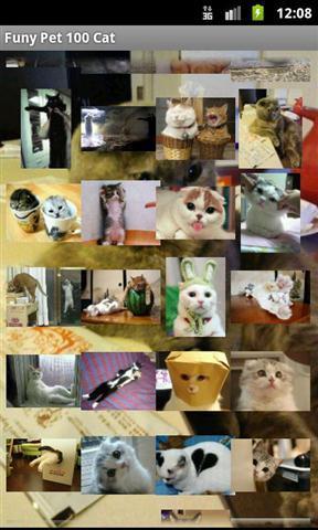 有趣的100只宠物猫截图2
