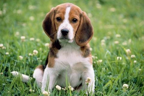 Cute Dog Wallpapers HD截图1