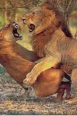 Ferocious Animal Wallpaper 2截图1