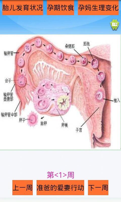 怀孕宝典截图3