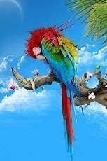 Nice Birds Wallpaper HD截图2