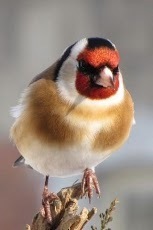 Nice Birds Wallpaper HD截图3