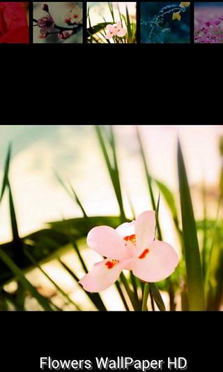 Flower Wallpaper HD截图4