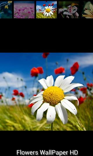 Flower Wallpaper HD截图5