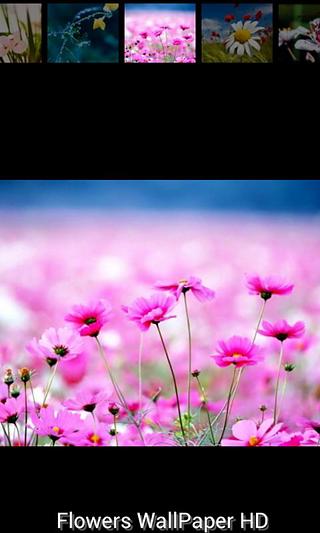 Flower Wallpaper HD截图6