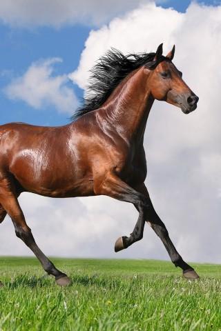 Awesome Horse Wallpaper截图3