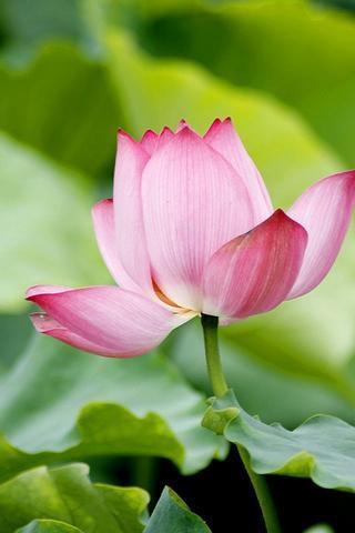 Lotus Flowers Backgrounds截图1