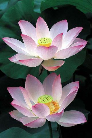 Lotus Flowers Backgrounds截图3