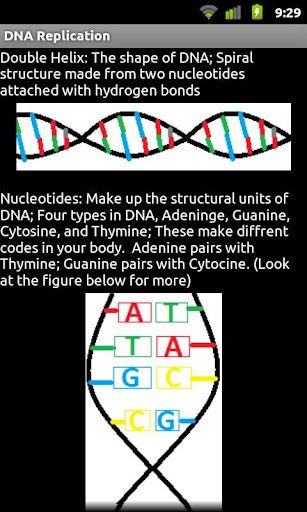 DNA Replication截图2