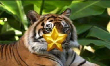 Animal Quiz Lite截图3