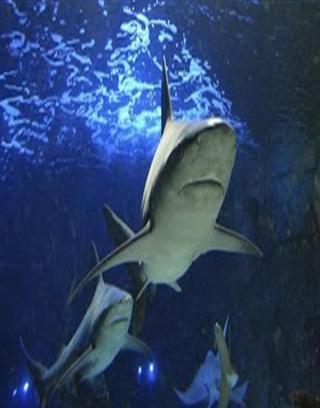 Shark Wallpaper截图2