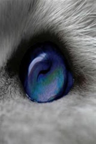 神秘的漩猫眼截图1