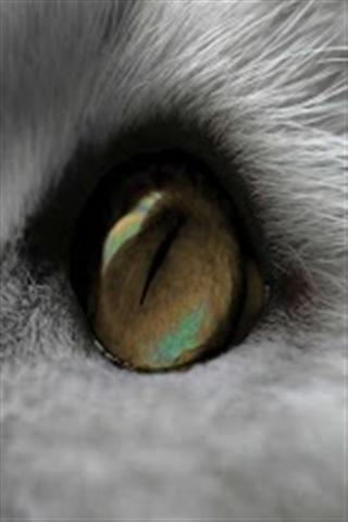 神秘的漩猫眼截图2