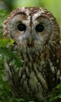 Owl HD Live Wallpaper 截图2