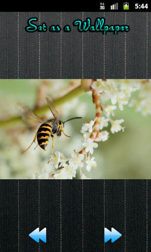 Galaxy S3 Wallpapers HD截图3