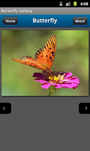 Butterfly Photo Gallery截图3