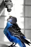 Parrot And Water Driping LWP 2截图2