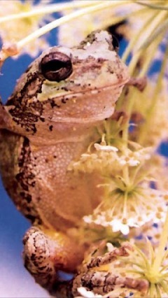 Frog Wallpapers 2截图1