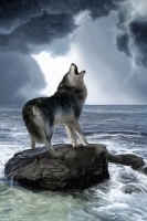 Howling Wolf In Rain Live Wallpaper 2截图1