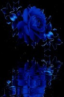 Blue Rain Rose Live Wallpaper 2截图2