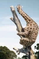 Giraffe Wallpapers 截图1