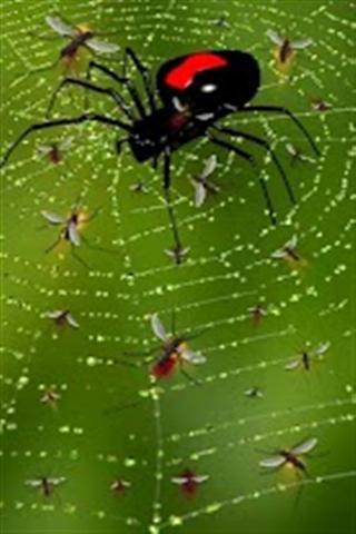 蜘蛛主题壁纸截图4