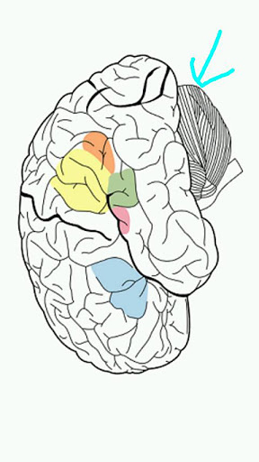 Psychiatry-Neurology Pro截图1