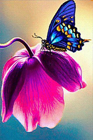 Butterfly At Work Live Wallpaper截图1