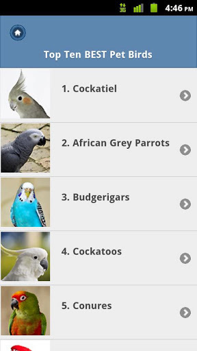 Top10 BEST Pet Birds截图3