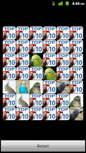 Top10 BEST Pet Birds截图7