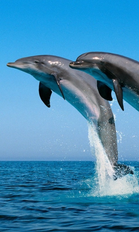 Dolphins HD Jigsaw Puzzles截图3