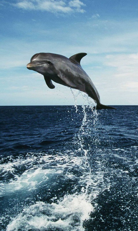 Dolphins HD Jigsaw Puzzles截图5