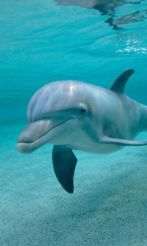 Dolphins HD Jigsaw Puzzles截图6