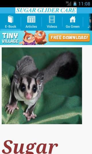 Sugar Glider Care截图5