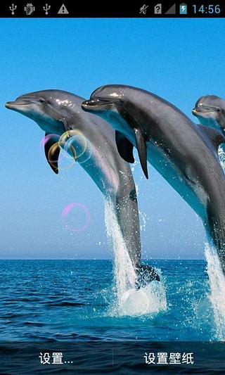 海豚动物动态壁纸截图1