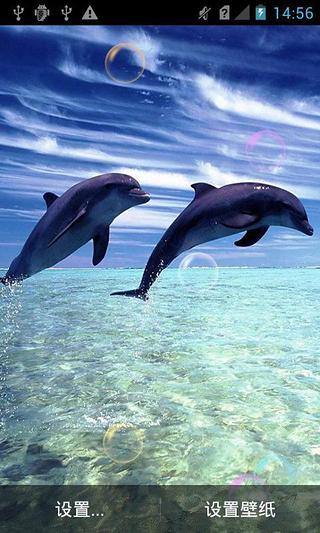 海豚动物动态壁纸截图2