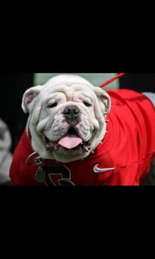 UGA Football截图1