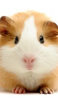 Guinea Pigs HD 截图1