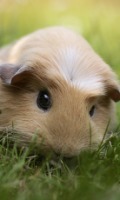 Guinea Pigs HD 截图3