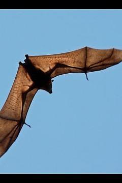 Creepy : Bats 截图2