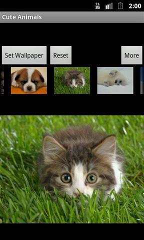 可爱动物壁纸截图2